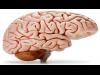 تدريب المخ يعزز مستويات الذاكرة ويقي من الإصابة بالعته