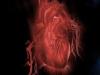 اكتشاف خلايا فريدة في دم المصابين بالنوبات القلبية