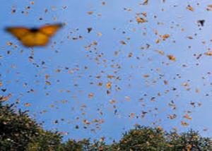 تراجع هجرة الفراشات الملكية للمكسيك بسبب الطقس وإزالة الغابات