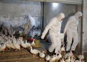 روسيا رصدت بؤرتين لسلالة خطيرة من فيروس أنفلونزا الطيور