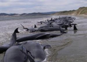تحقيقات بخصوص نفوق عشرات الحيتان بفلوريدا