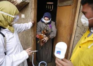 جمهورية التشيك تعدم 20 ألفا من الدواجن مع انتشار إنفلونزا الطيور