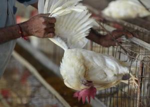 الصين توسع حظر استيراد الدواجن بعد ظهور إنفلونزا الطيور في دول آسيوية