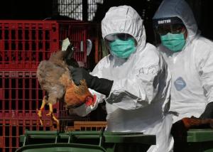 أوغندا تكتشف أنفلونزا الطيور في طيور برية وداجنه