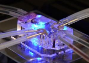 باحثون يقومون بصناعة أول "قلب على رقاقة" باستخدام الطابعة ثلاثية الأبعاد
