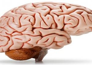 تدريب المخ يعزز مستويات الذاكرة ويقي من الإصابة بالعته