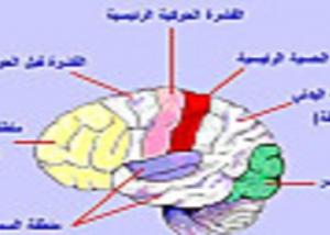 دراسة إنجليزية: توصلنا لاستخدام ومضات الضوء فى كتابة وقراءة إشارات المخ