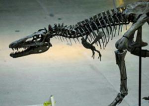 اكتشاف نادر بقايا ديناصور في السعودية